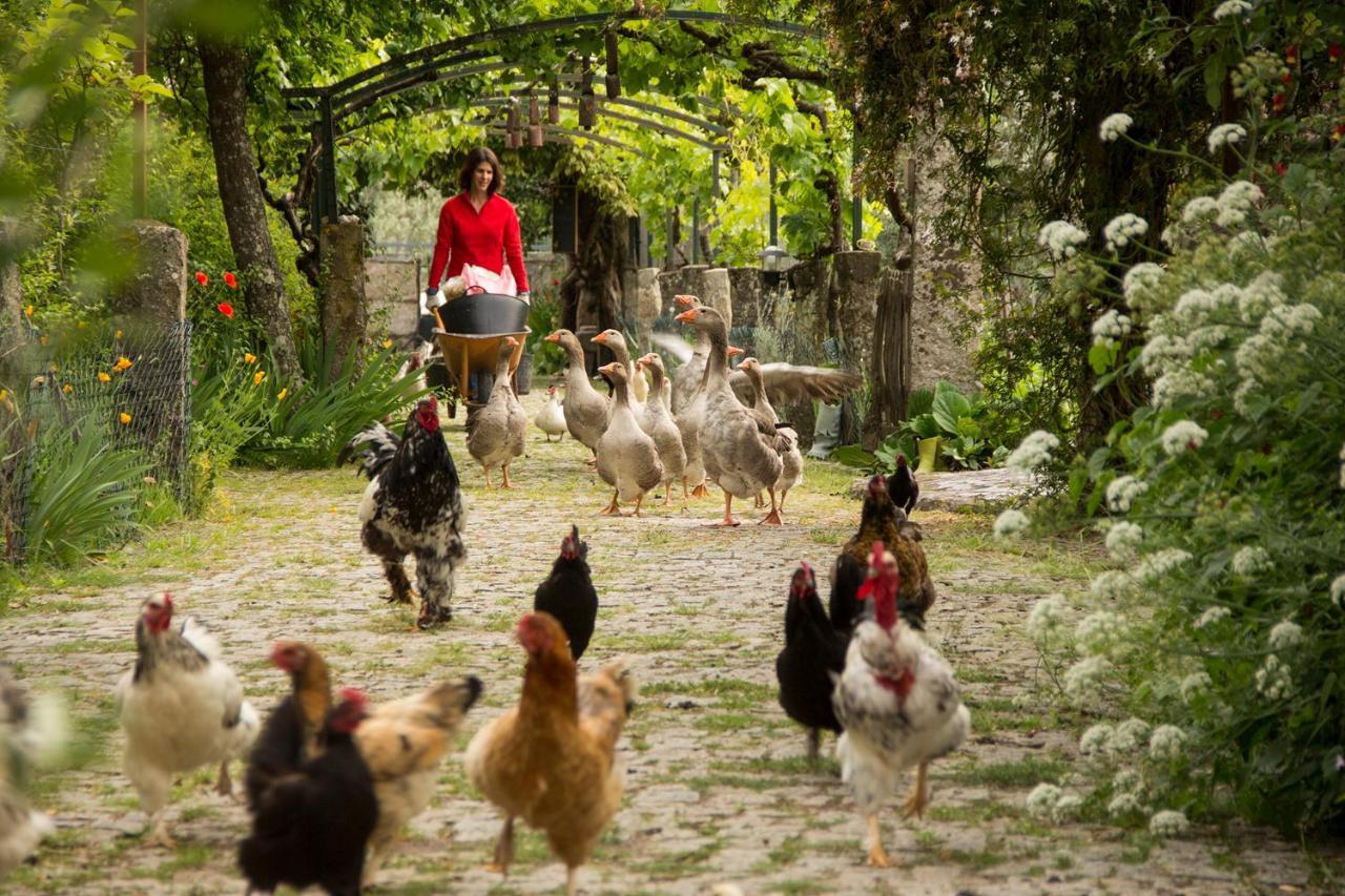 Casa Das Palmeiras-Pedagogic Farm Mangualde Esterno foto