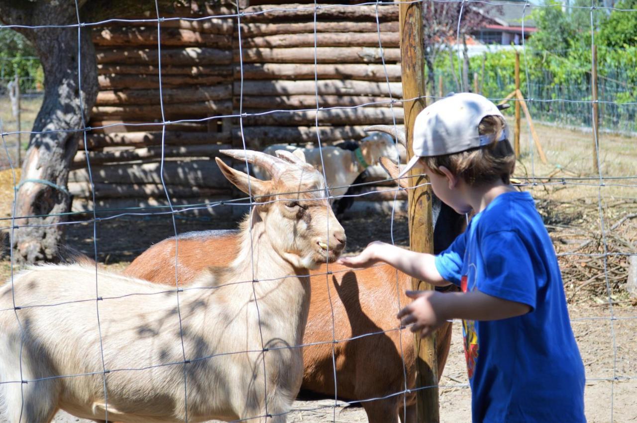 Casa Das Palmeiras-Pedagogic Farm Mangualde Esterno foto