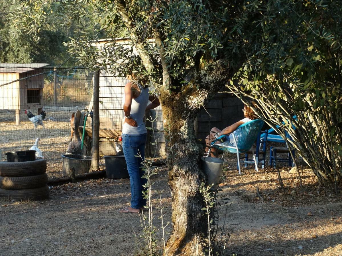 Casa Das Palmeiras-Pedagogic Farm Mangualde Esterno foto