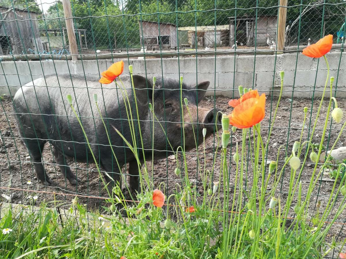 Casa Das Palmeiras-Pedagogic Farm Mangualde Esterno foto